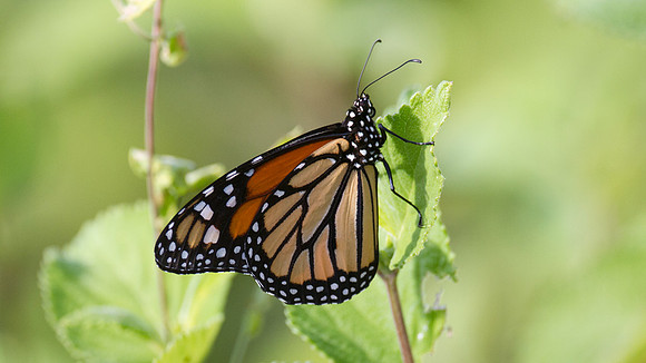 Monarch butterfly (Danaus plexippus)