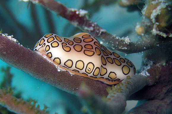 Flamingo Tongue Snail (Cyphoma gibbosum)