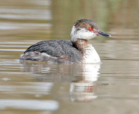 Horned Grebe (Podiceps auritus) winter plumage; also known as Slavonian Grebe