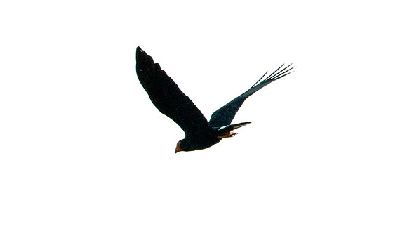 Black Caracara (Daptrius ater)