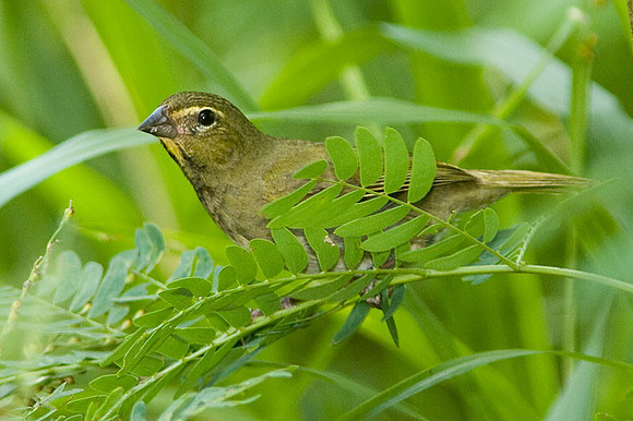 Yellow-faced Grassquit (Tiaris olivaceus) female