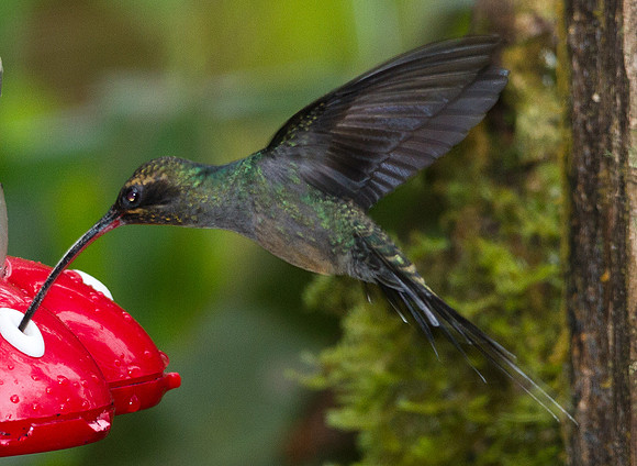 Green Hermit (Phaethornis guy)