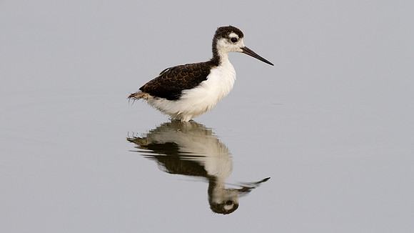 Black-necked Stilt (Himantopus mexicanus)