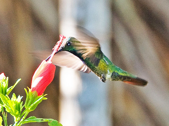 Green-breasted Mango (Anthracothorax prevostii)