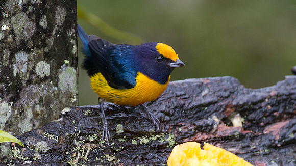 Orange-bellied Euphonia (Euphonia xanthogaster)
