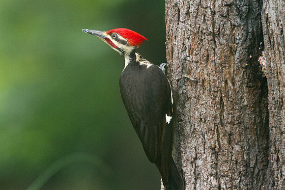 Pileated Woodpecker (Dryocopus pileatus)