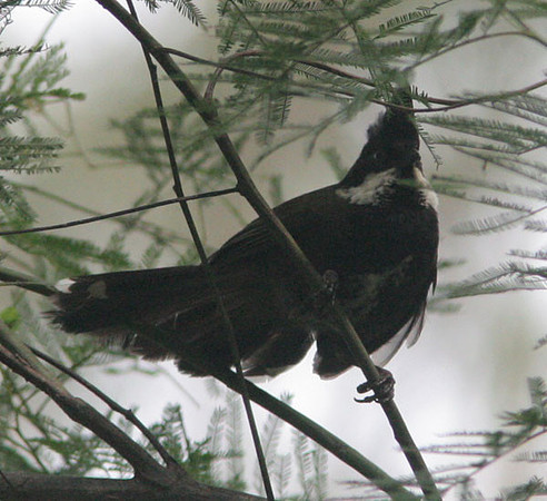 Eastern Whipbird (Psophodes olivaceus)