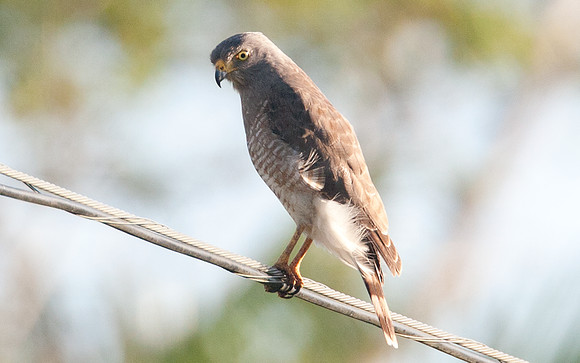 Roadside Hawk (Buteo magnirostris)