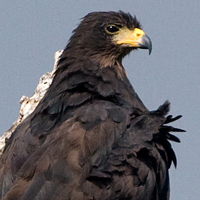 Common Black Hawk (Buteogallus anthracinus)