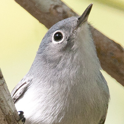 Blue-gray Gnatcatcher (Polioptila caerulea)