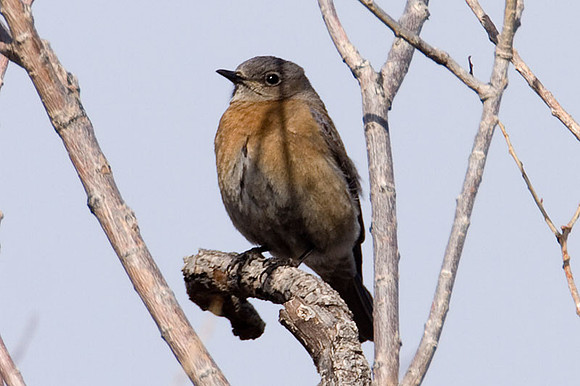 Western Bluebird (Sialia mexicana) female