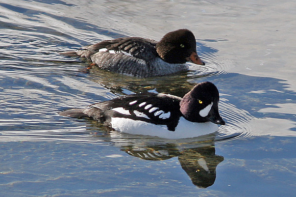 Barrow's Goldeneye (Bucephala islandica) male and female