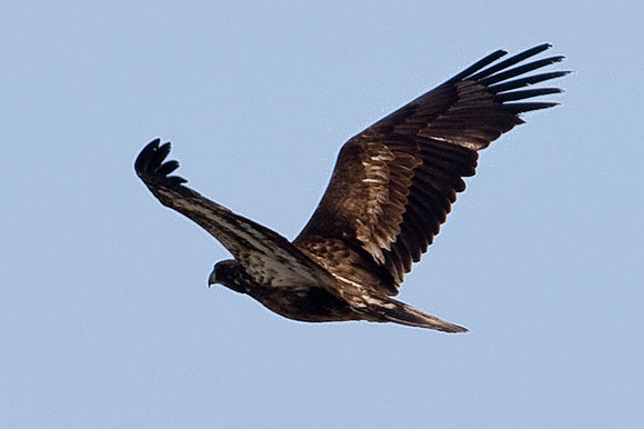 Bald Eagle (Haliaeetus leucocephalus) immature
