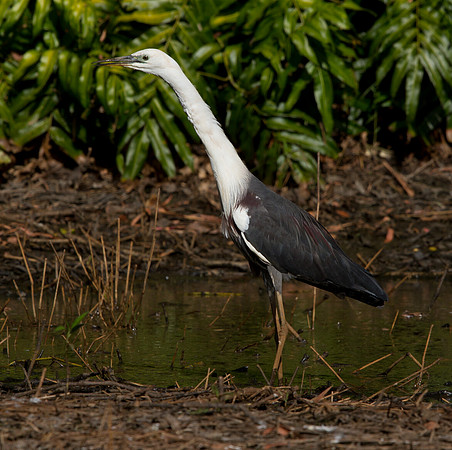 White-necked heron (Ardea pacifica)