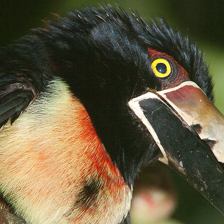 Collared Aracari (Pteroglossus torquatus)