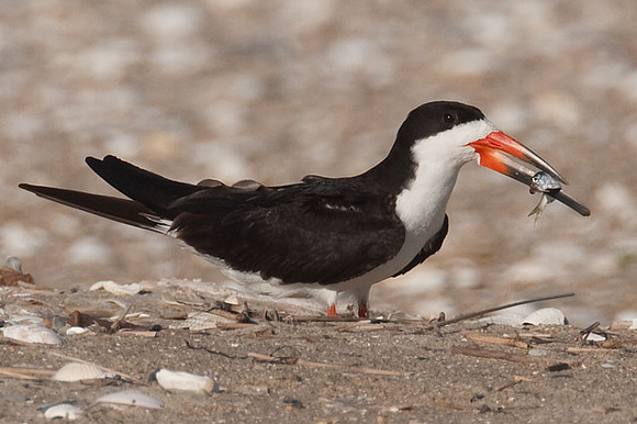 Black Skimmer (Rynchops niger)