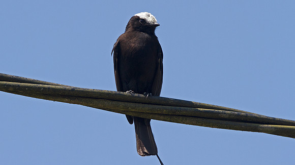 Long-tailed Tyrant (Colonia colonus)