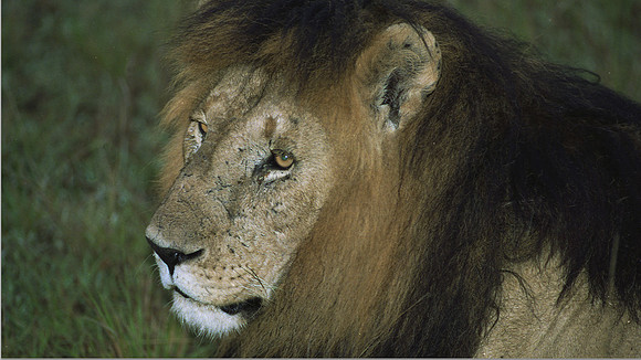 1988 Africa Lion-1a