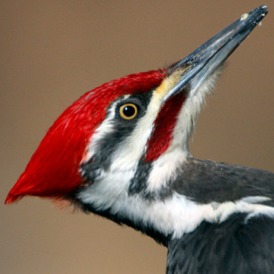 Pileated Woodpecker (Dryocopus pileatus) male