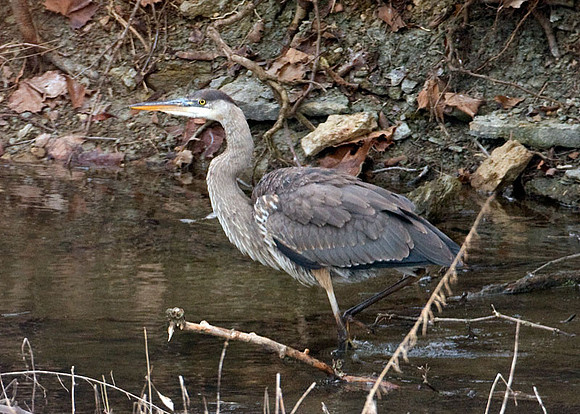Great Blue Heron (Ardea herodias)