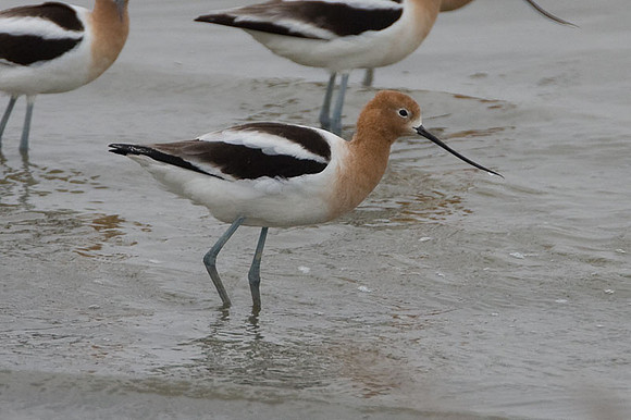American Avocet (Recurvirostra americana)