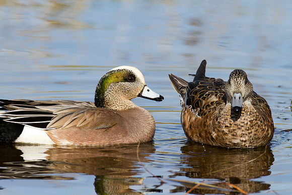 American Wigeon (Anas americana) male and female