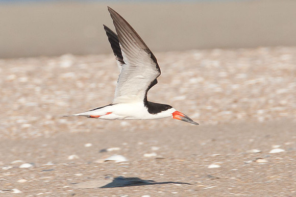 Black Skimmer (Rynchops niger)