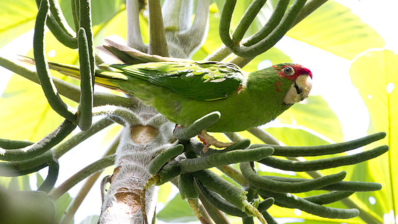 Mitred Parakeet (Aratinga mitrata)