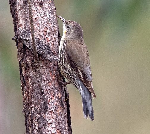 White-throated treecreeper (Cormobates leucophaea)