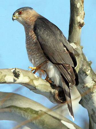 Cooper's Hawk (Accipiter cooperii)