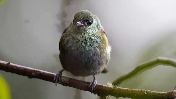 Black-capped Tanager (Tangara heinei), female