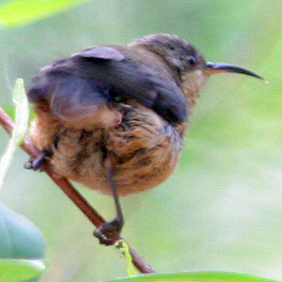Eastern Spinebill (Acanthorhynchus tenuirostris)