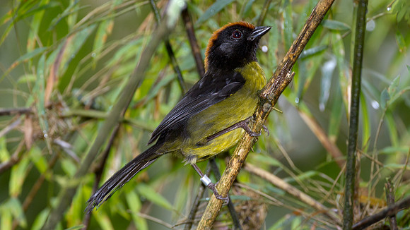 Black-faced Brush-finch (Atlapetes melanolaemus)