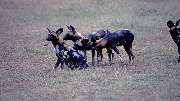 1988 hunting dogs img351