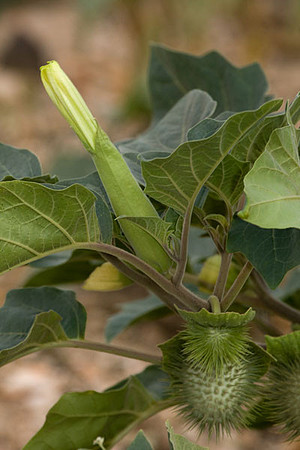Plant