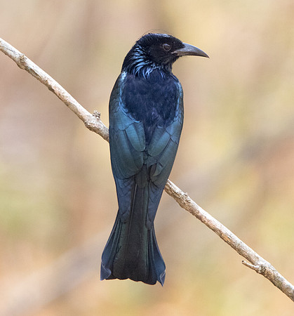 Spangled drongo (Dicrurus bracteatus)