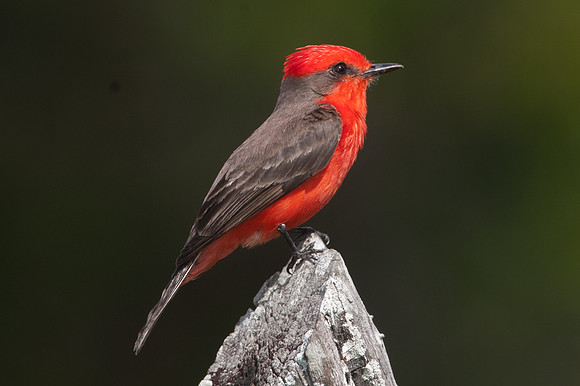 Vermilion Flycatcher (Pyrocephalus rubinus) male
