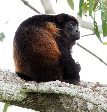 Mantled Howler (Alouatta palliata) also known as Golden-mantled Howling Monkey