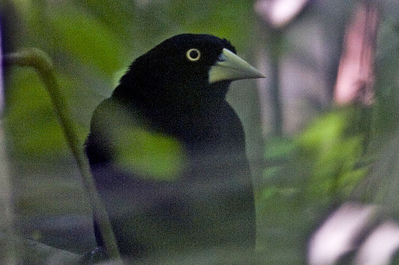 Yellow-billed Cacique (Amblycercus holosericeus)