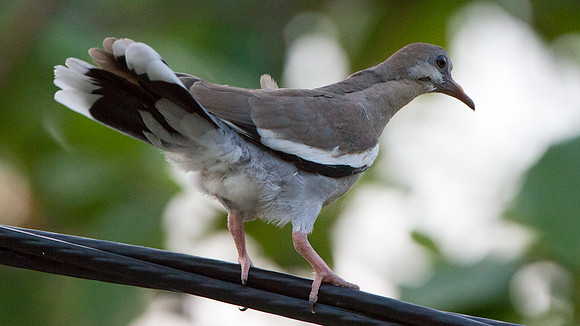 White-winged Dove (Zenaida asiatica)