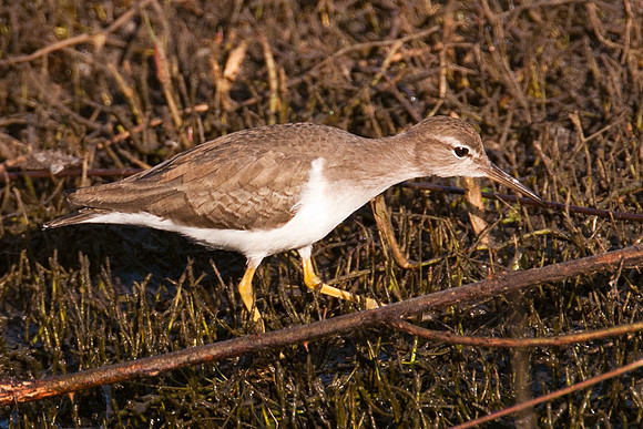 Spotted Sandpiper (Actitis macularius)