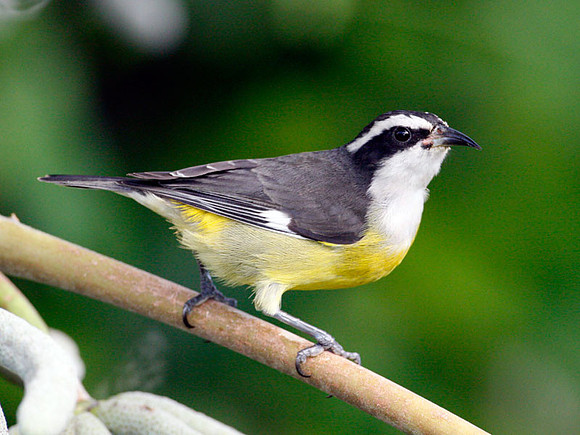 Bananaquit (Coereba flaveola subspecies caboti)