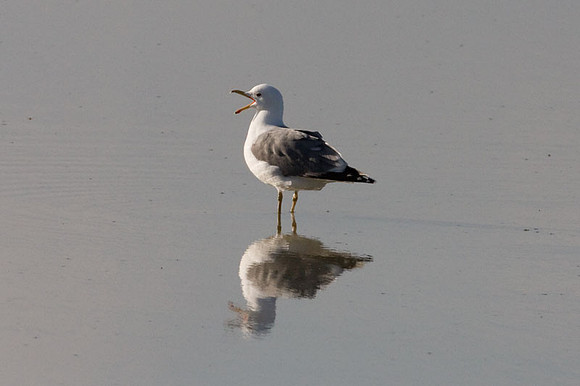 California Gull (Larus californicus)