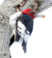 Red-headed Woodpecker (Melanerpes erythrocephalus)