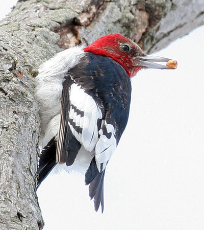 Red-headed Woodpecker (Melanerpes erythrocephalus)