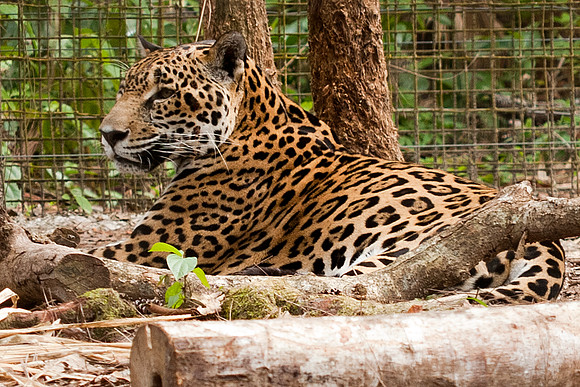 Jaguar (Panthera onca) captive