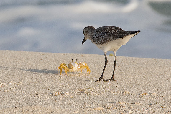 Grey Plover (Pluvialis squatarola) also known as Black-bellied Plover