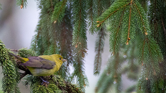 Scarlet Tanager (Piranga olivacea) female