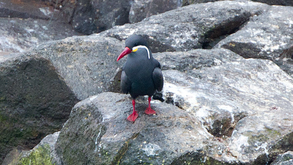 Inca Tern (Larosterna inca)