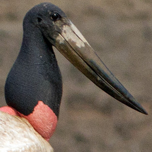 Jabiru (Jabiru mycteria)